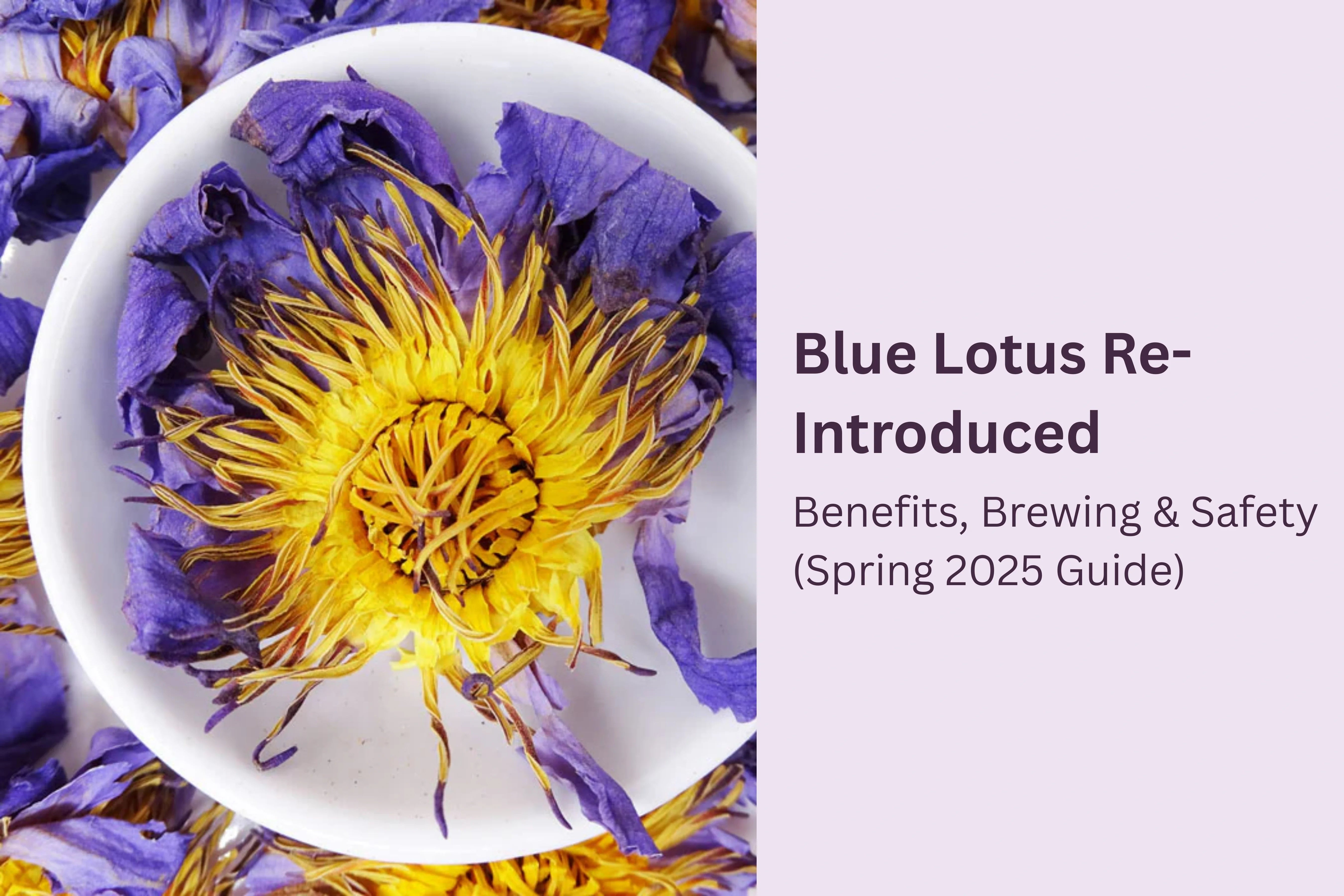 Blue Lotus Flower reintroduction hero image featuring a blue lotus flower