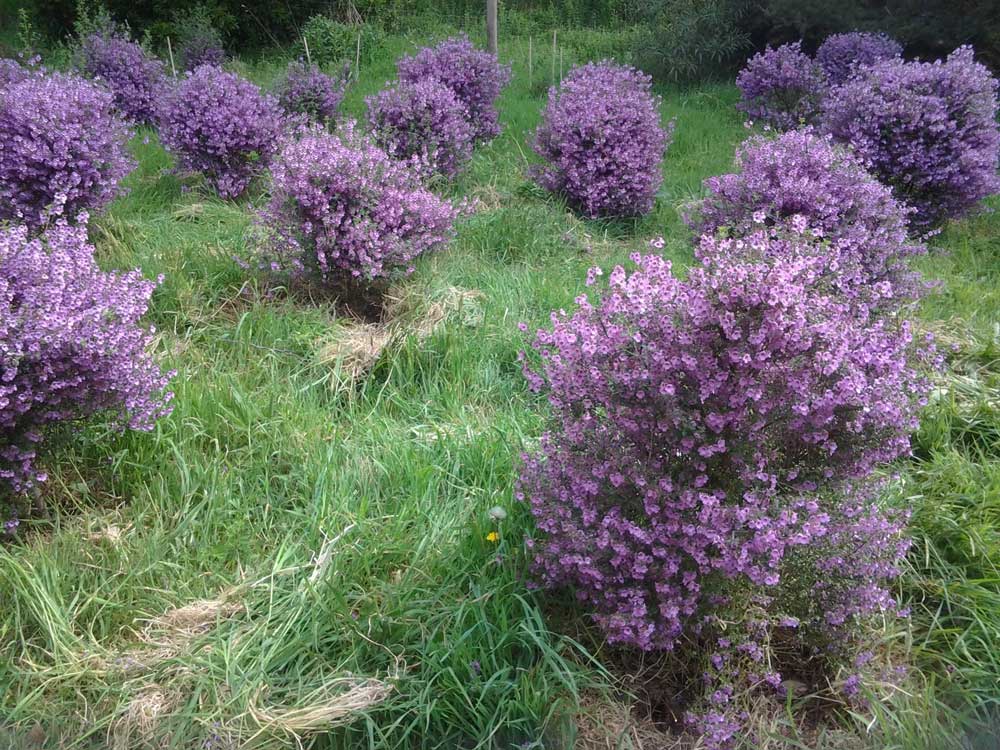 Thyme Native Tea - - Anti-inflammatory, Caffeine Free, Catch, Kogan, Native, Sore Throat, spo-default, spo-disabled - Tea Lifeâ„¢