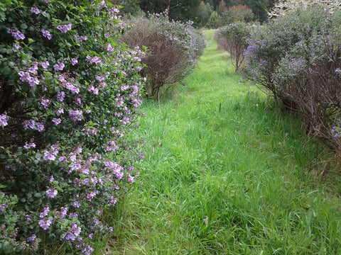 Round Leaf Mint Native Tea